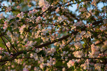 Blooming apple tree in spring time,  sunset 