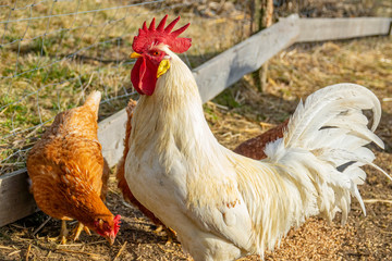 rooster in the garden on a farm - free breeding