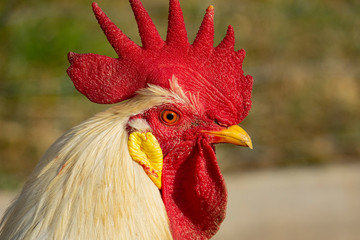 rooster in the garden on a farm - free breeding