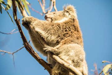 Koala in der Abendsonne