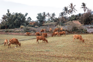A herd of cows grazing near the village