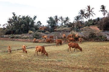 Naklejka na ściany i meble A herd of cows grazing near a Vietnamese village