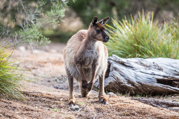 wilde Känguruhs auf Kangaroo Island, Australien