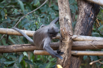 Brillenlangur im Baum