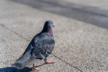Pigeons close up walking freely 
