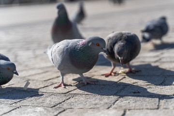 Pigeons close up walking freely 