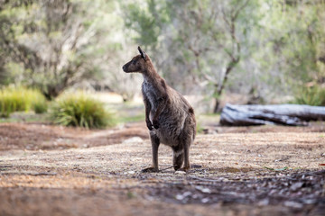 wilde Känguruhs auf Kangaroo Island, Australien
