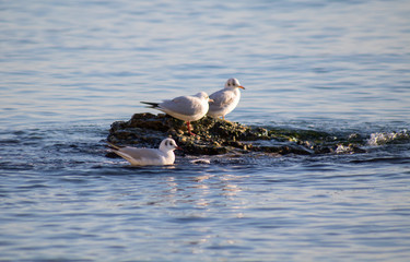 group of black sea seagulls on the stone in the water