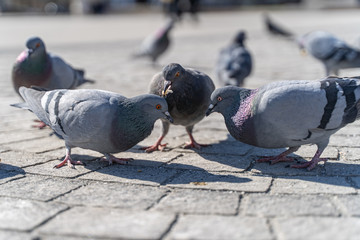 Pigeons close up walking freely 