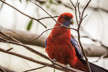 wilder Pennantsittich in Australien
