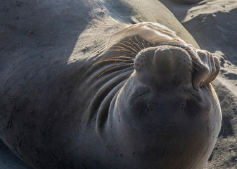 Elephant Seals