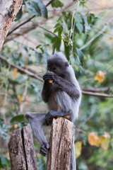 Brillenlangur im Baum