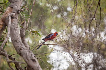 wilder Pennantsittich in Australien