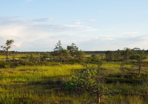Pre-sunset view of pines at Kakerdaja Bog