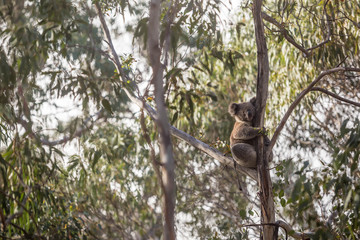 wilder Koala entspannt in Astgabel (Flinders Chase Nationalpark, Australien)