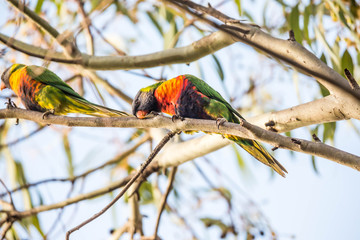 wilder Lori in Australien