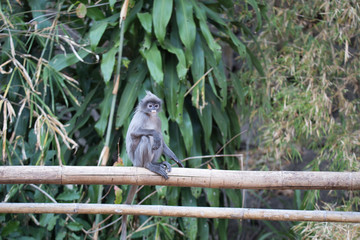 Brillenlangur im Baum
