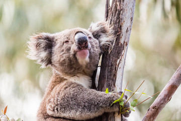wilder Koala entspannt in Astgabel (Flinders Chase Nationalpark, Australien)