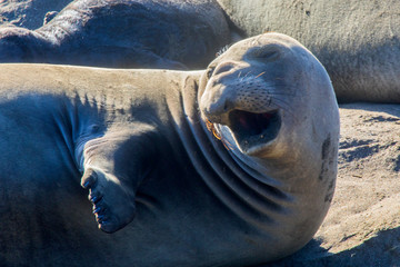 Elephant Seals