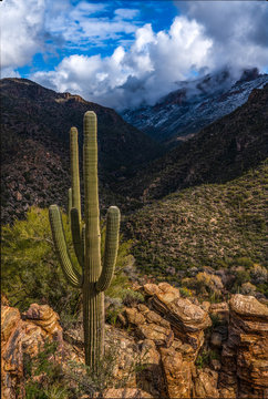 Saguaro Cactus and Mountains - Tucson © Riley Smith Photos
