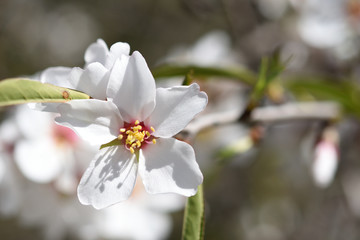 Flor de Almendro