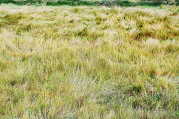 shrubbery on the beach of Covas in Viveiro, Lugo, Galicia. Spain. Europe. 