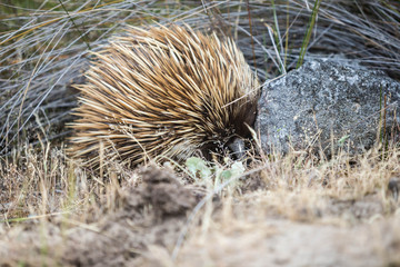 wilder Schnabeligel auf Kangaroo Island, Australien