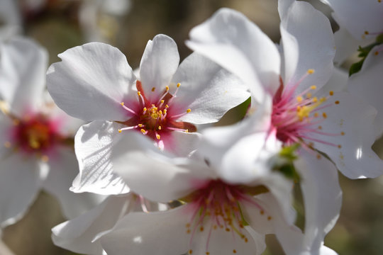 Flor de Almendro
