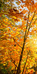 Trees with autumn colorful leaves and sun flare