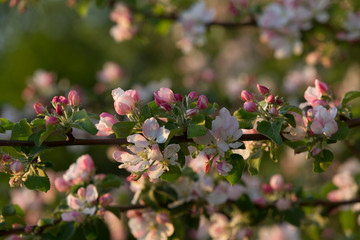 Blooming apple tree in spring time,  sunset 