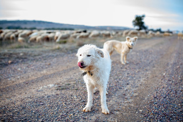 Perros pastores con reba&ntilde;o de ovejas al fondo