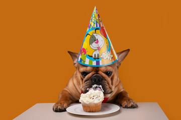 french bulldog on a yellow isolated background celebrates his birthday