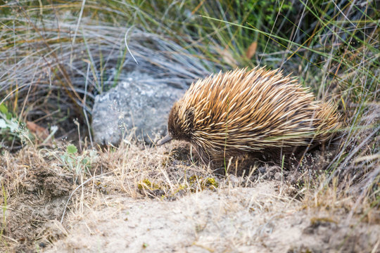 wilder Schnabeligel auf Kangaroo Island, Australien