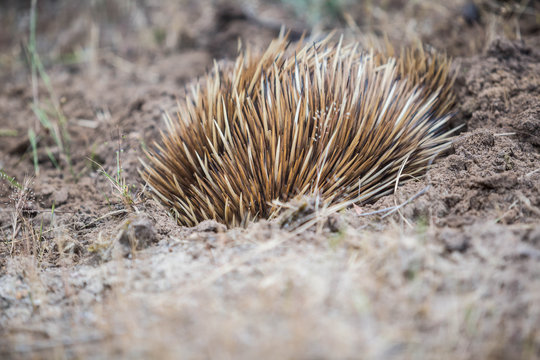 wilder Schnabeligel auf Kangaroo Island, Australien