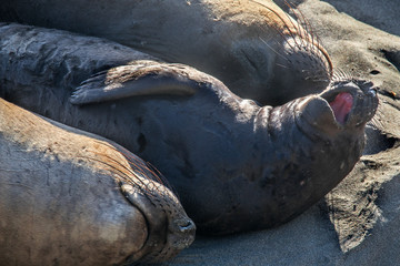 Elephant Seals