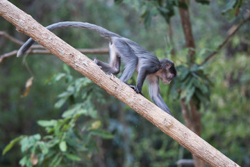 Junger Brillenlangur auf einen Ast