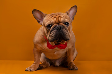 Fototapeta premium French bulldog dog on a yellow isolated background