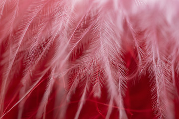 Beautiful abstract colorful red and pink soft background. Selective focus.