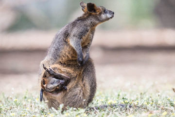 Wallaby im Kangaraoo Island Wildlife Park, Australien