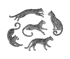 Set of jaguar spotted silhouettes in different poses. Vector wildcat animal graphic illustration. Black isolated on white background © Ekaterina