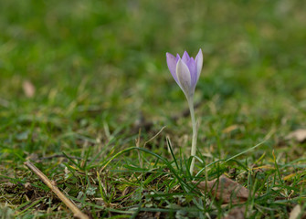 Spring flower, fresh spring violins