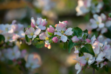 Blooming apple tree in spring time,  sunset 