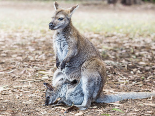 Wallaby im Kangaraoo Island Wildlife Park, Australien