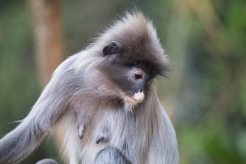 Fototapeta premium Brillenlangur im Baum