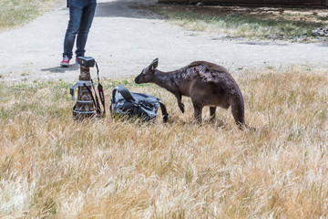 Wallaby schnuppert an Kamera-Austrüstung, Wildlife Park Kangaroo Island, Australien