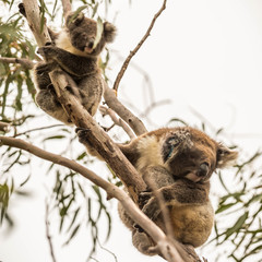 Koala im Flinders Chase Nationalpark, Kangaroo Island, Australien
