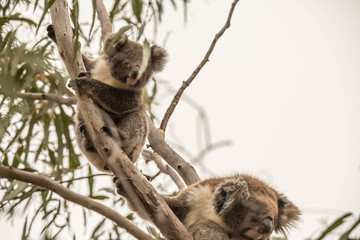 Koala im Flinders Chase Nationalpark, Kangaroo Island, Australien