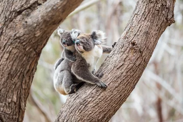 Fotobehang Koala Koala im Flinders Chase Nationalpark, Kangaroo Island, Australien  © Dominik Rueß