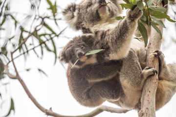 Koala im Flinders Chase Nationalpark, Kangaroo Island, Australien