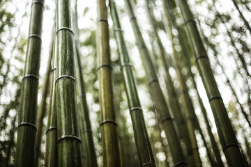 Fototapeta premium bamboo forest background